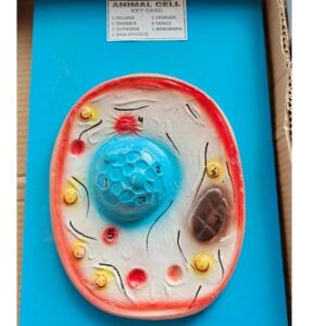 Animal Cell Model Ordinary Quality