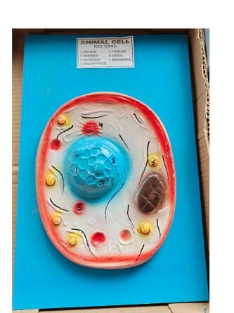 Animal Cell Model Ordinary Quality