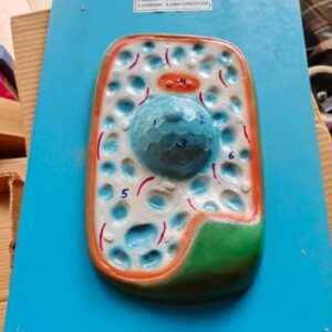 Plant Cell Model Ordinary Quality