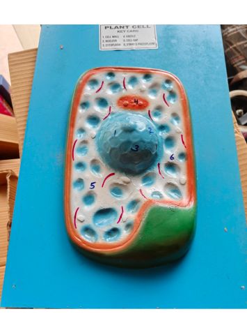 Plant Cell Model Ordinary Quality