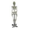 Human Skeleton Model 5 feet Long Fiber with Metallic Stand Heavy