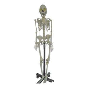 Human Skeleton Model 5 feet Long Fiber with Metallic Stand Heavy