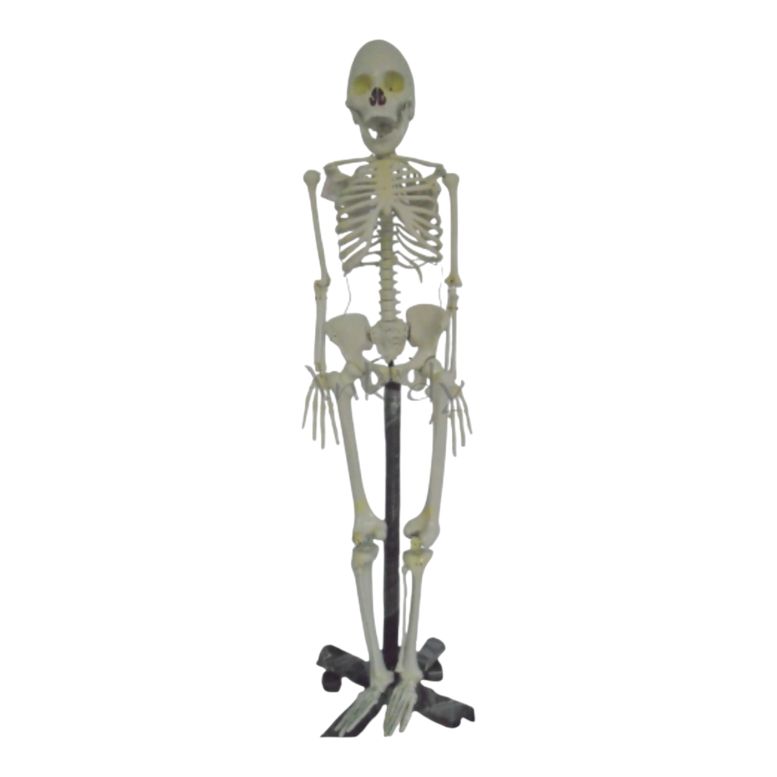 Human Skeleton Model 5 feet Long Fiber with Metallic Stand Heavy