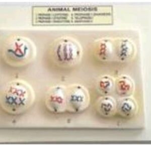 Animal Meiosis Model Ordinary Quality