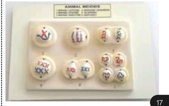 Animal Meiosis Model Ordinary Quality